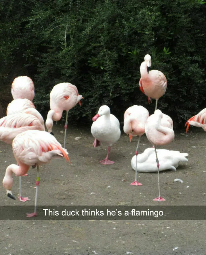 To Be Flamingo