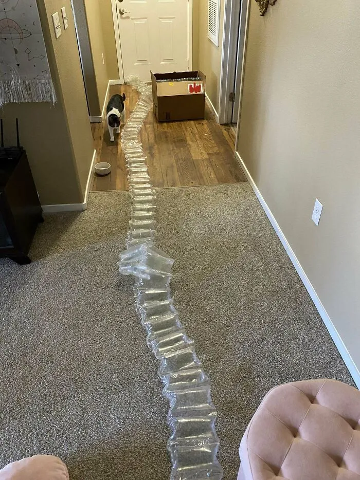 All Of This For One Purse. (Cat For Scale)