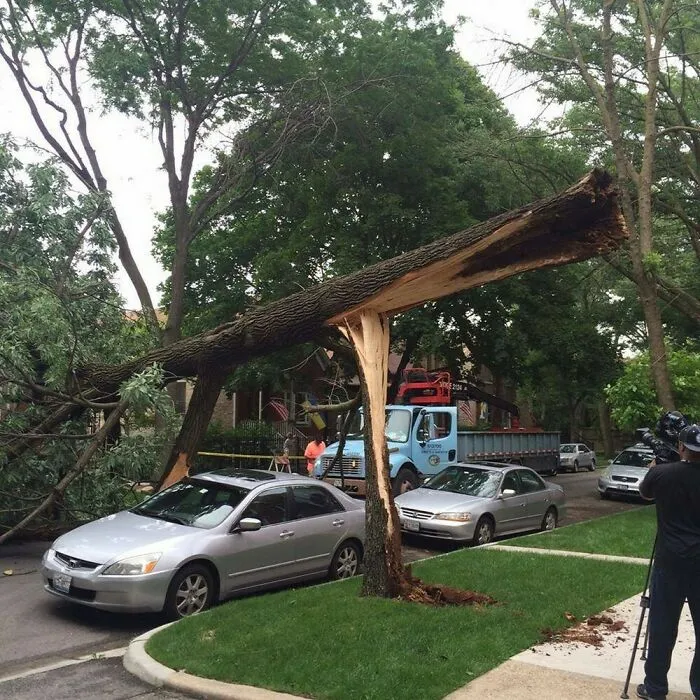 Un árbol se partió, cayó y se saltó el coche