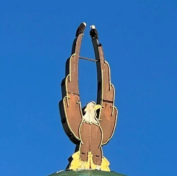 Águilas en los muelles de Seattle