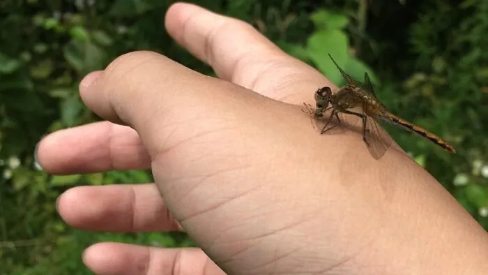 Una libélula se comió a un mosquito que estaba a punto de picar