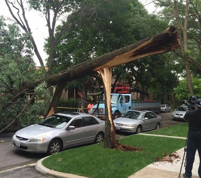 Trees Can Be Very Polite