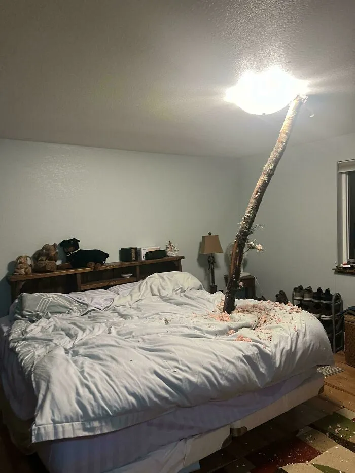 Tree Limb Penetrated Neighbors Roof And Landed Between Legs While Sleeping