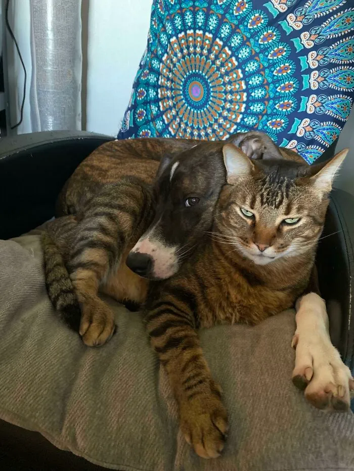 Mi perro y mi gato acurrucados