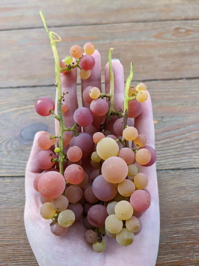 3 Massive Bunches Of Grapes