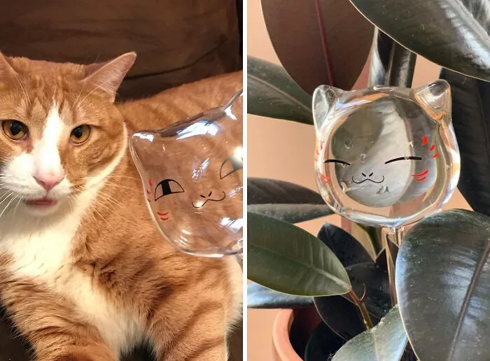 Turn Plant Care Into A Purr-Ty With These Cute <span Style="Font:inherit;color:#d74b1f;"> Cat Watering Globes</Span> - Trust Us, Your Ferns Will Thank You!