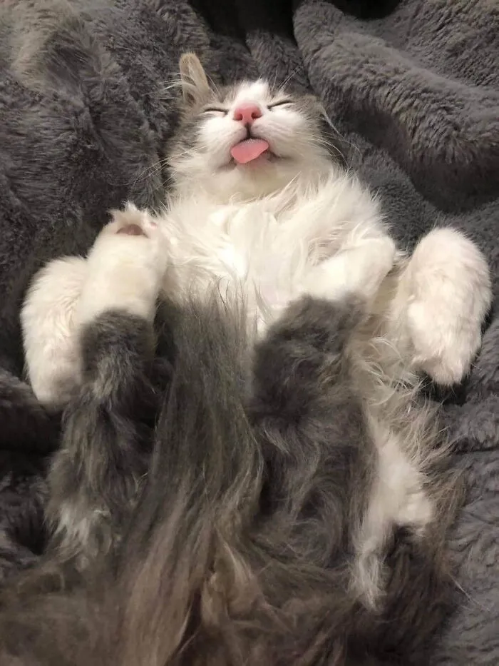 There Was No Catnip Used In The Making Of This Image