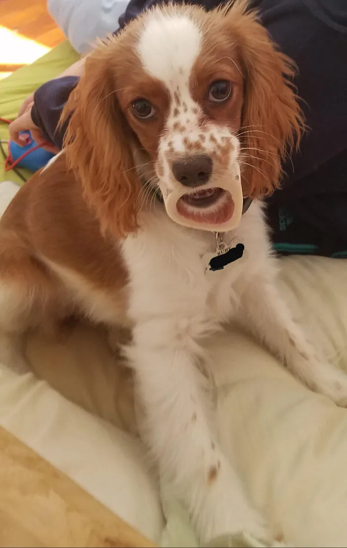 My Dog Ruby