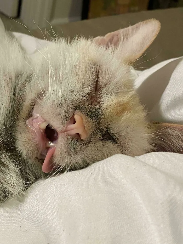 Sleeping Beauty 😻