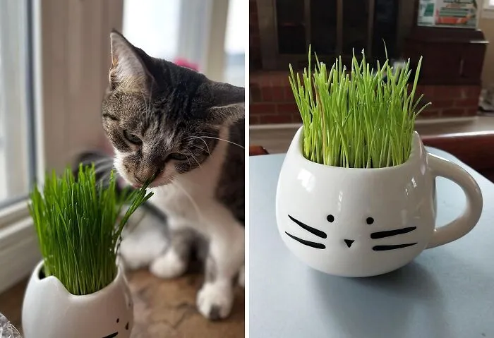 <a Style="Display:inline;" Href="Https://Www.amazon.com/Cat-Ladies-Planter-Hairball-Digestion/Dp/B01i5xhwi6?crid=3grl0wcvawiu1&dib=eyj2ijoimsj9.m927ndhaswv3q8vnklvs3usqabdzlec0okourb4zazrh3yp1qlar3xapi9dl3e9ep9i2-Bi4cjkpyqgblkquq8_juwid-Ptykaygpf_kb5sn-8s-Y8trk8t5tugue3bso1da5v5nyorq3pofvh0l72hlc2sqpxas5t0spi1dhl8nl75cpcjj735nznvh8twzbmb9btxnma9hxixk0849fycopzfevpr-R_h3d0antsx-Neenxe_oitk0naydshk0aiqy-Rxfudoancdk5qy8ly2tlbd7ywmsq1k2f6edzxe.yqkgt5o6k2qyuztqxxsi-919yoq6swtpdbqm7xwk3uo&dib_tag=se&keywords=cat%2bfunny%2bitem&qid=1714126468&s=pet-Supplies&sprefix=cat%2bfunny%2bite%2cpets%2c194&sr=1-31-Spons&sp_csd=d2lkz2v0tmftzt1zcf9idgy&th=1&linkcode=ll1&tag=bpgazelle-20&linkid=c0466fb717130fb75bb498f27d7dc812&language=en_us&ref_=as_li_ss_tl " Target="_blank"> Gift Your Furry Friend The Joy Of Fresh Grass Anytime With This <span Style="Font:inherit;color:#d74b1f;"> All-In-One Organic Grass Growing Kit</Span>