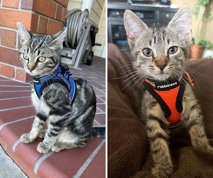 Enjoy Worry-Free Walks With Your Whiskered Friend Using The <span Style="Font:inherit;color:#d74b1f;"> Rabbitgoo Cat Harness</Span>, Designed For Ultimate Comfort And Safety!