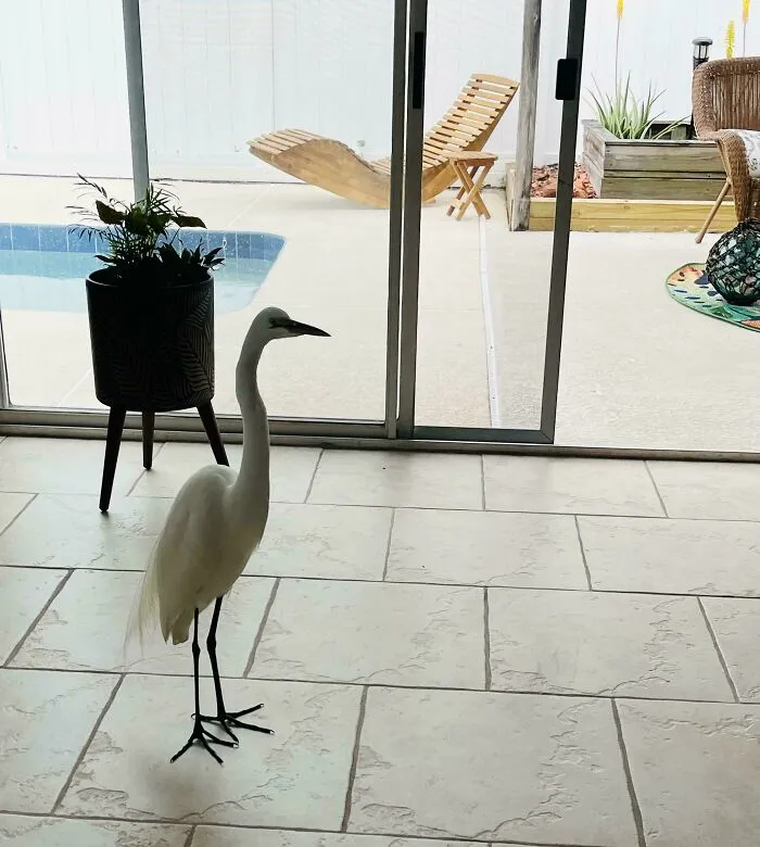 Me acabo de mudar a esta casa y ha venido de visita una garza blanca