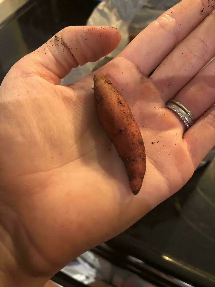 Hand holding a small, funny-shaped root vegetable, showcasing a harvesting fail.