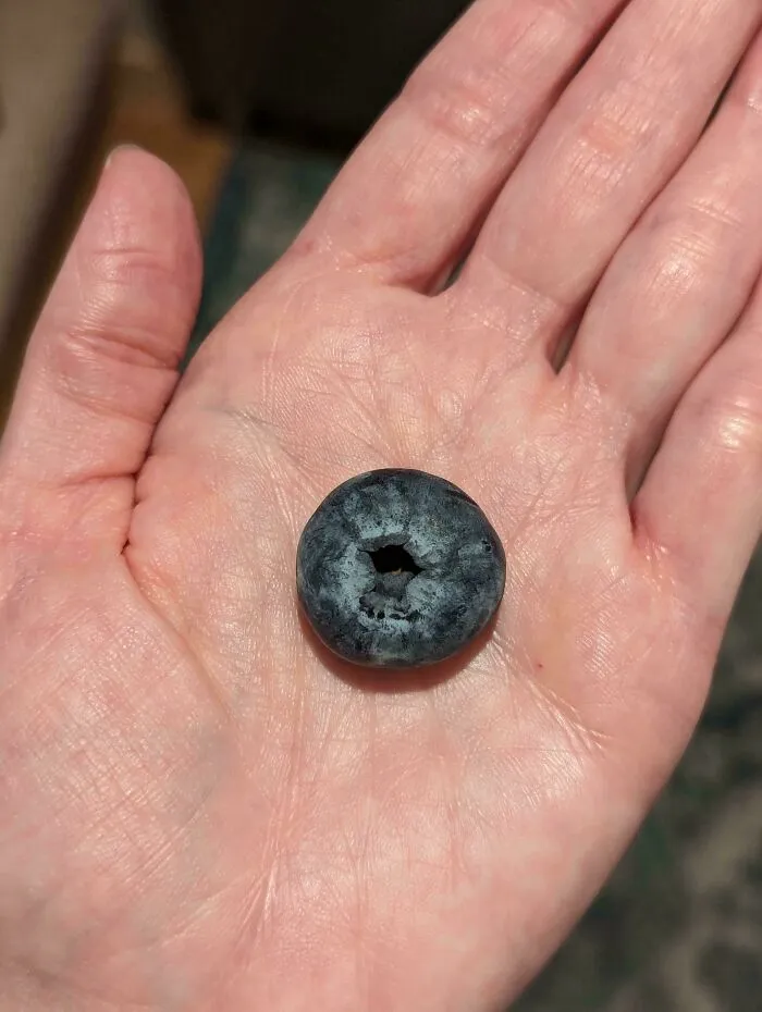 Hand holding a huge blueberry with a hole in the middle, showcasing a hilarious harvesting fail.