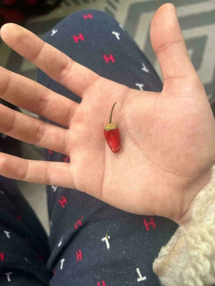 Tiny red pepper in a hand, illustrating hilarious harvesting fails.