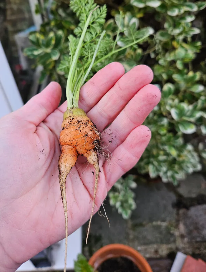 Unusually shaped carrot in hand, showcasing hilarious harvesting fails.