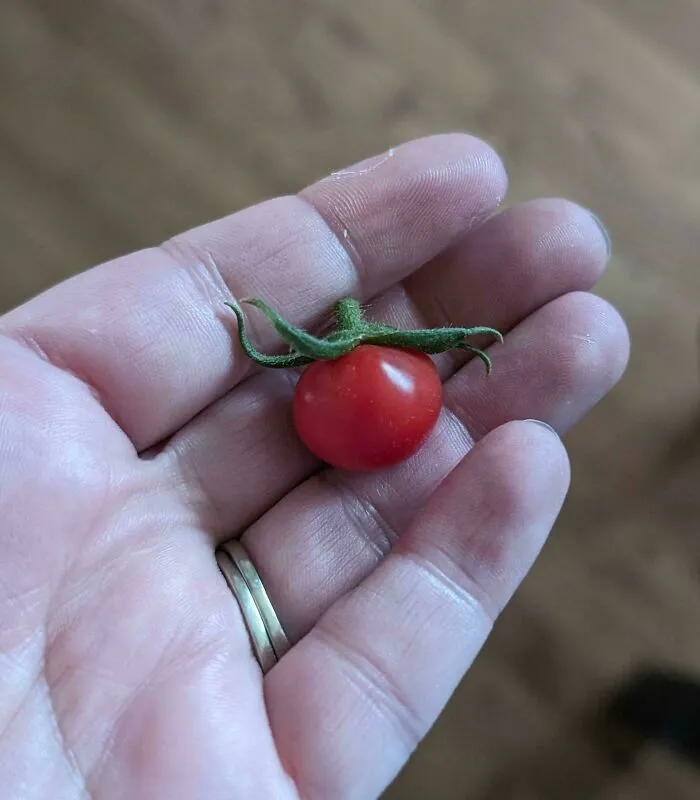 The First Harvest From My Indoor Plant!