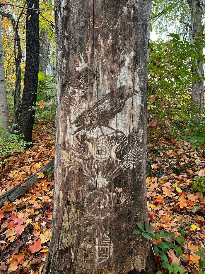 Encontrado en el bosque