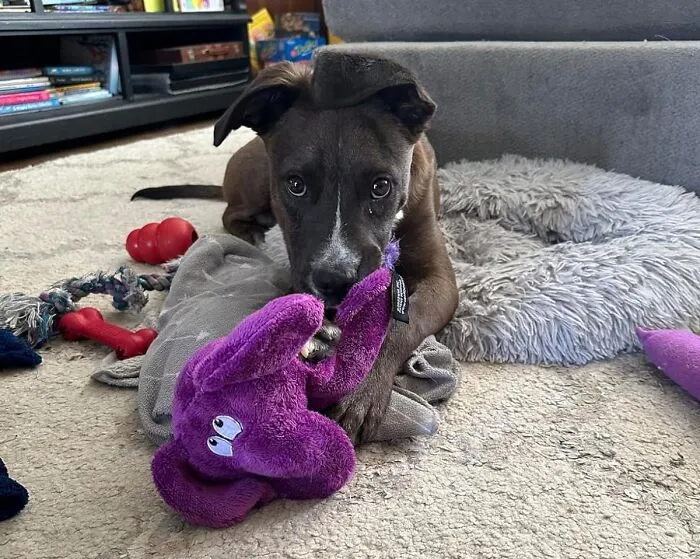 Don’t Forget About Your Fur-Babies When Going On An Online Shopping Spree. This<span Style="Font:inherit;color:#d74b1f;"> Flatties Purple Elephant Dog Toy</Span> Will Have Them Smiling From Ear To Ear!