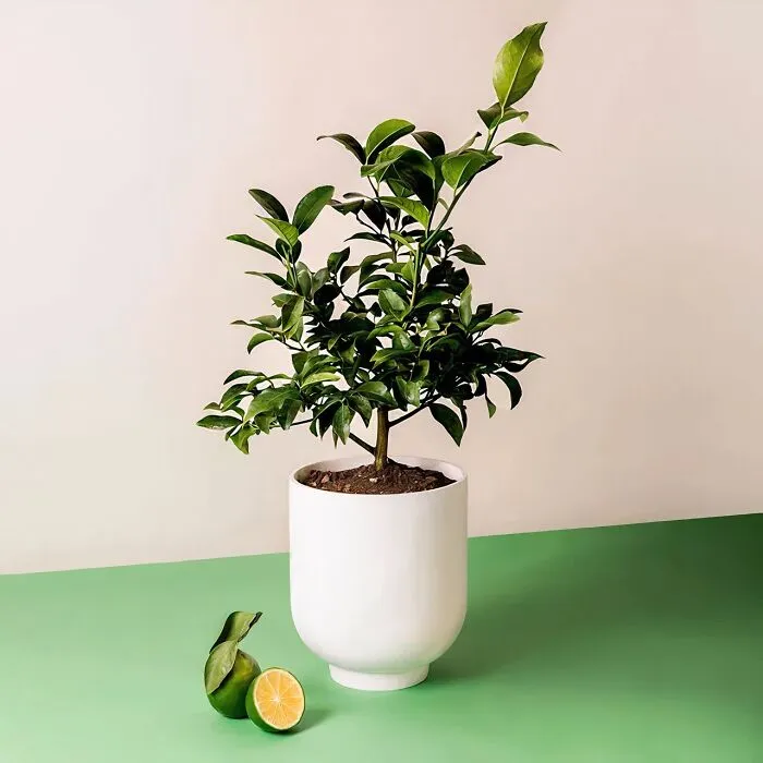 Citrus Charm: <span Style="Font:inherit;color:#d74b1f;"> Key Lime Tree</Span> - Blossoms & Fragrant Fruit Bloom!