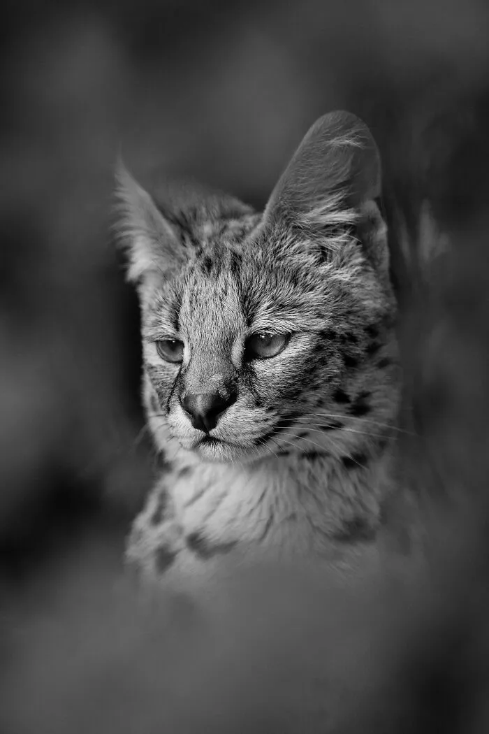 My Favorite Black-And-White Photos I’ve Taken In The Last 18 Years (23 Pics)