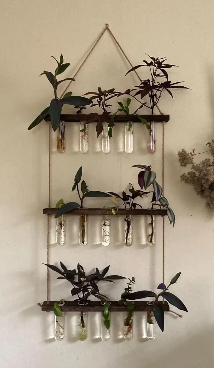 Branch Out With Style: <span Style="Font:inherit;color:#d74b1f;"> Propagation Tubes </Span>that Make Plants Multiply