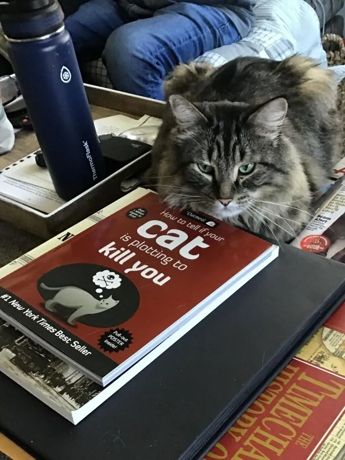 <a style="display:inline;" href="https://www.amazon.com/Tell-Your-Plotting-Kill-Oatmeal/dp/1449410243?pd_rd_w=W1IVe&content-id=amzn1.sym.724e1345-13e9-4aaa-ad92-3b2703f86a2c&pf_rd_p=724e1345-13e9-4aaa-ad92-3b2703f86a2c&pf_rd_r=PWRZNJ95PJ3M06EN8FG2&pd_rd_wg=kVKI3&pd_rd_r=88b059fa-9f2a-4acc-b51d-f529ba9ae5a1&pd_rd_i=1449410243&psc=1&linkCode=ll1&tag=bphamster-20&linkId=e6029b7ea504c0d5a1b5077b16725929&language=en_US&ref_=as_li_ss_tl " target="_blank"> Oh Sure, Now We Need To Know <span Style="Font:inherit;color:#d74b1f;"> How To Tell If Your Cat Is Plotting To Kill You</Span>. Never A Dull Moment With Feline Companions