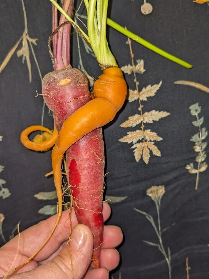Grew This Way