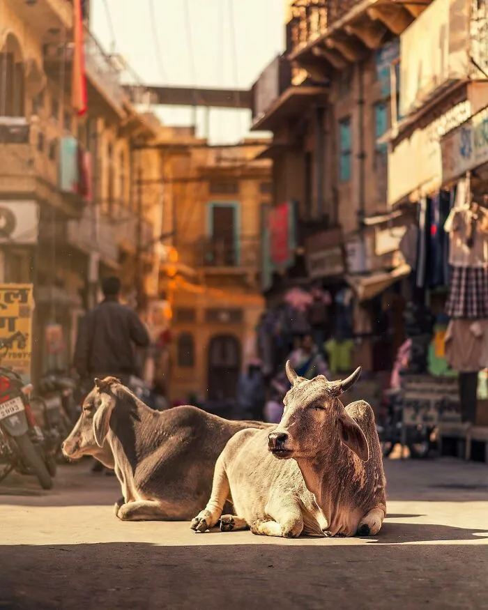 I Photograph Animals That Adapted To Living In Cities, Here Are 24 Photos From My Travels