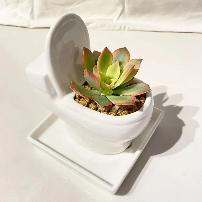 Nature Is Calling: Spruce Up Your Space With A <span Style="Font:inherit;color:#d74b1f;"> Toilet Plant Pot</Span>