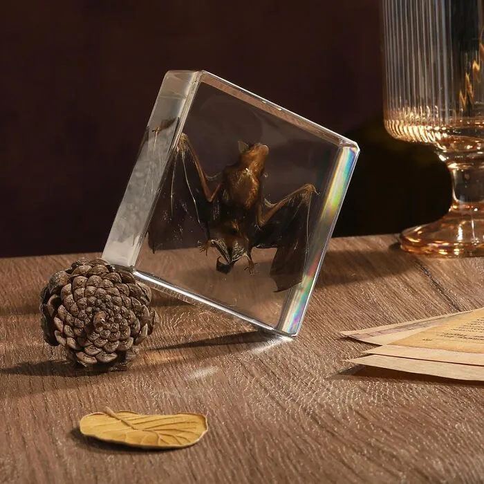 <span Style="Font:inherit;color:#d74b1f;"> Real Bat Specimen</Span>. Say 'Goth'ic No More, We've Reached Peak Creepy Curiosity