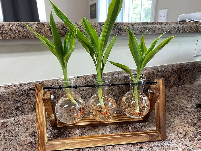 Green Oasis Awaits: <span Style="Font:inherit;color:#d74b1f;"> Plant Terrariumm</Span> On A Stylish Wooden Stand
