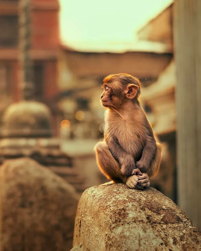 I Photograph Animals That Adapted To Living In Cities, Here Are 24 Photos From My Travels