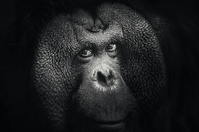 Father's Face
