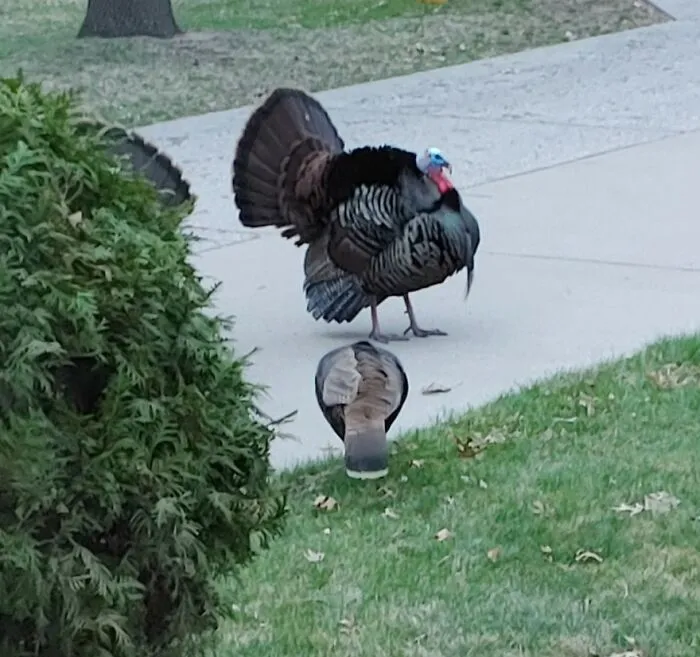 Little Wild Turkey First Thing In The Morning Was Startling.  There Were 8 Of Them