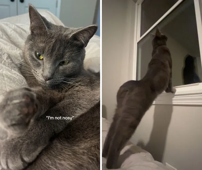45 Owners Share Hilarious Photos Of Their Pets Being Nosy