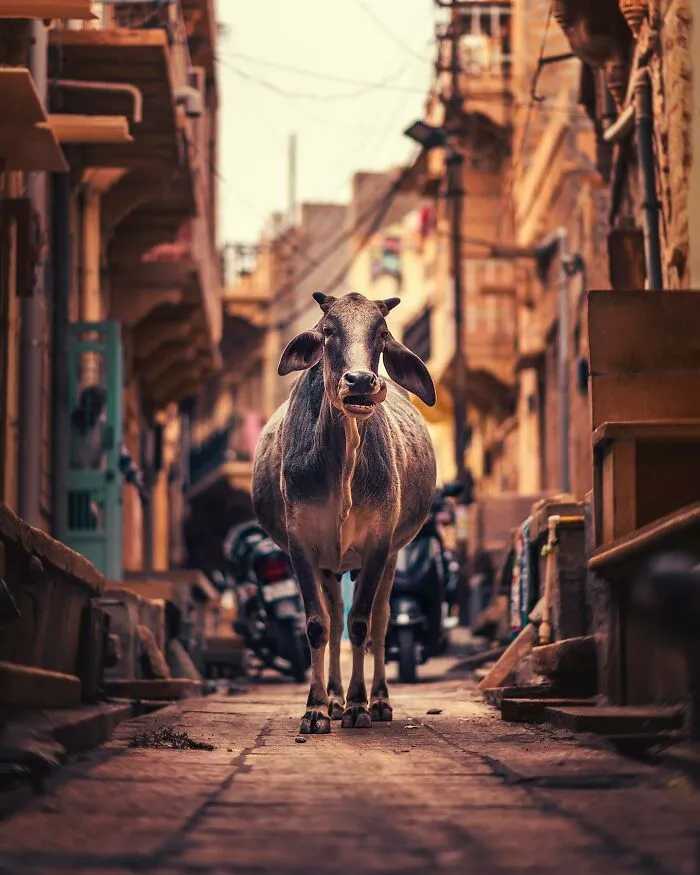 I Photograph Animals That Adapted To Living In Cities, Here Are 24 Photos From My Travels