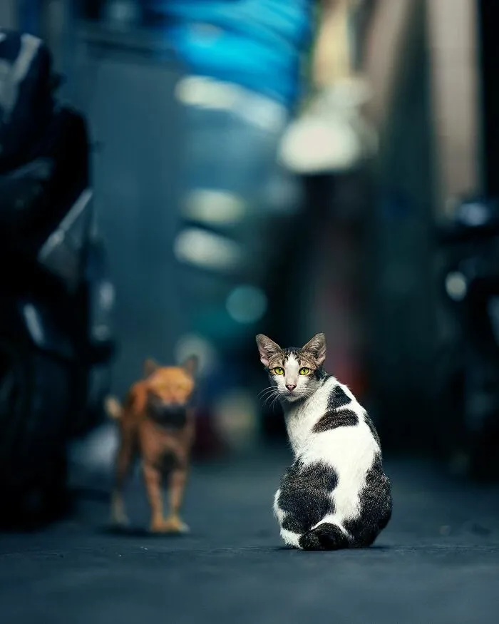 I Photograph Animals That Adapted To Living In Cities, Here Are 24 Photos From My Travels