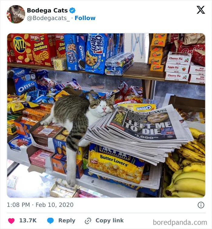50 Best Ever Pics Of Cats Ruling Over Small Shops They Call Home