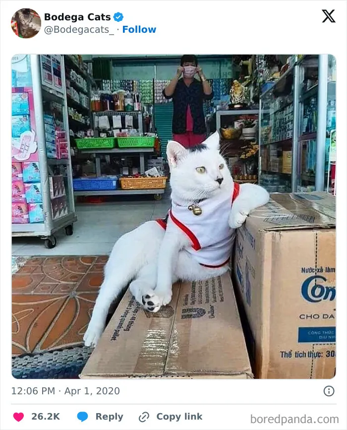 50 Best Ever Pics Of Cats Ruling Over Small Shops They Call Home