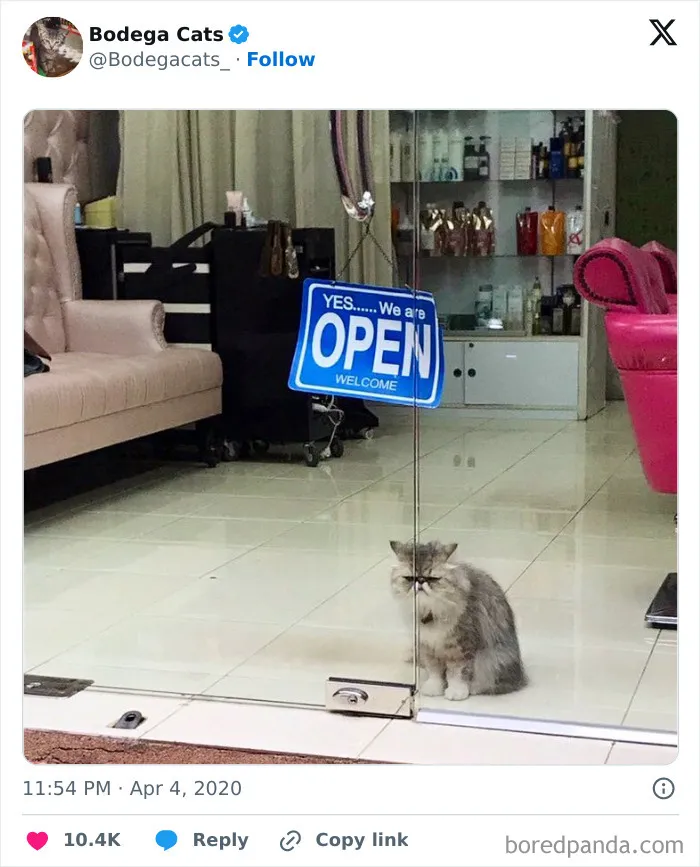 50 Best Ever Pics Of Cats Ruling Over Small Shops They Call Home