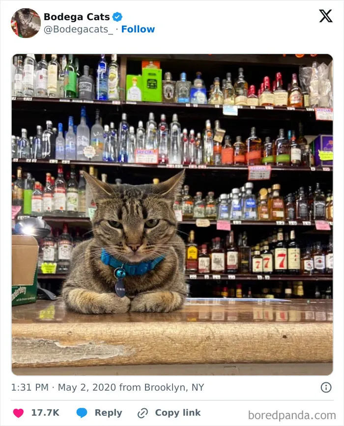 50 Best Ever Pics Of Cats Ruling Over Small Shops They Call Home