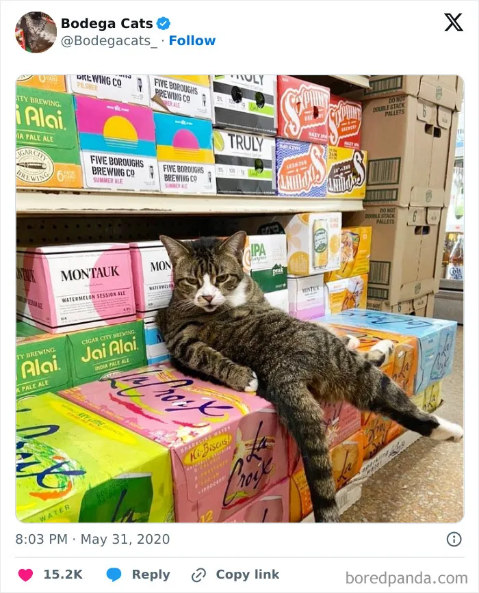 50 Best Ever Pics Of Cats Ruling Over Small Shops They Call Home