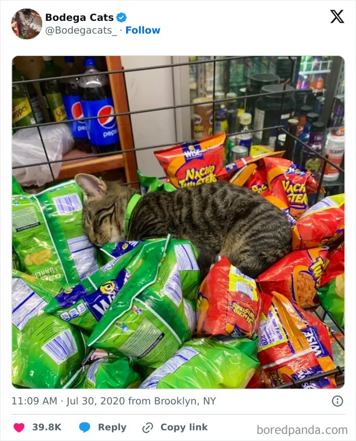 50 Best Ever Pics Of Cats Ruling Over Small Shops They Call Home