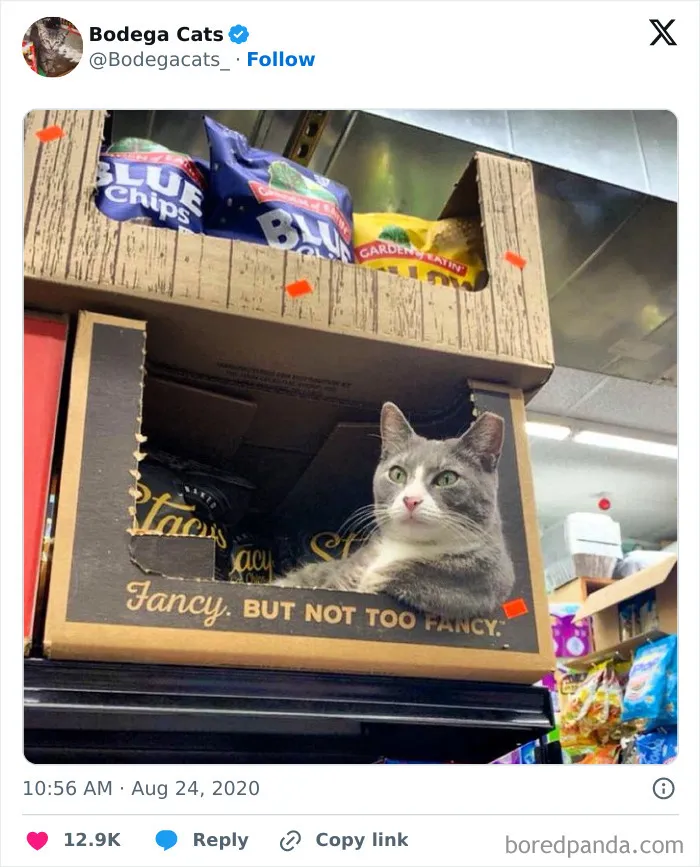 50 Best Ever Pics Of Cats Ruling Over Small Shops They Call Home