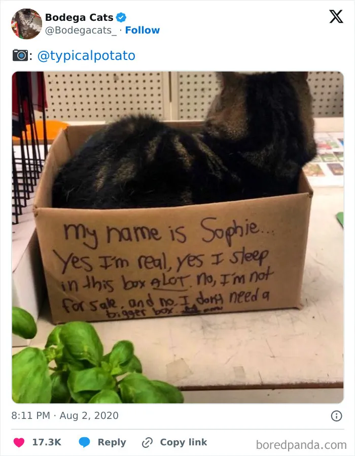 50 Best Ever Pics Of Cats Ruling Over Small Shops They Call Home