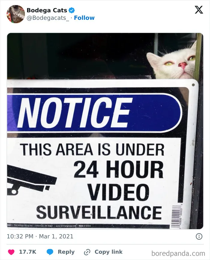 50 Best Ever Pics Of Cats Ruling Over Small Shops They Call Home