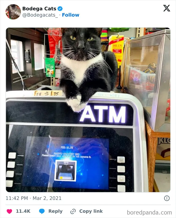 50 Best Ever Pics Of Cats Ruling Over Small Shops They Call Home