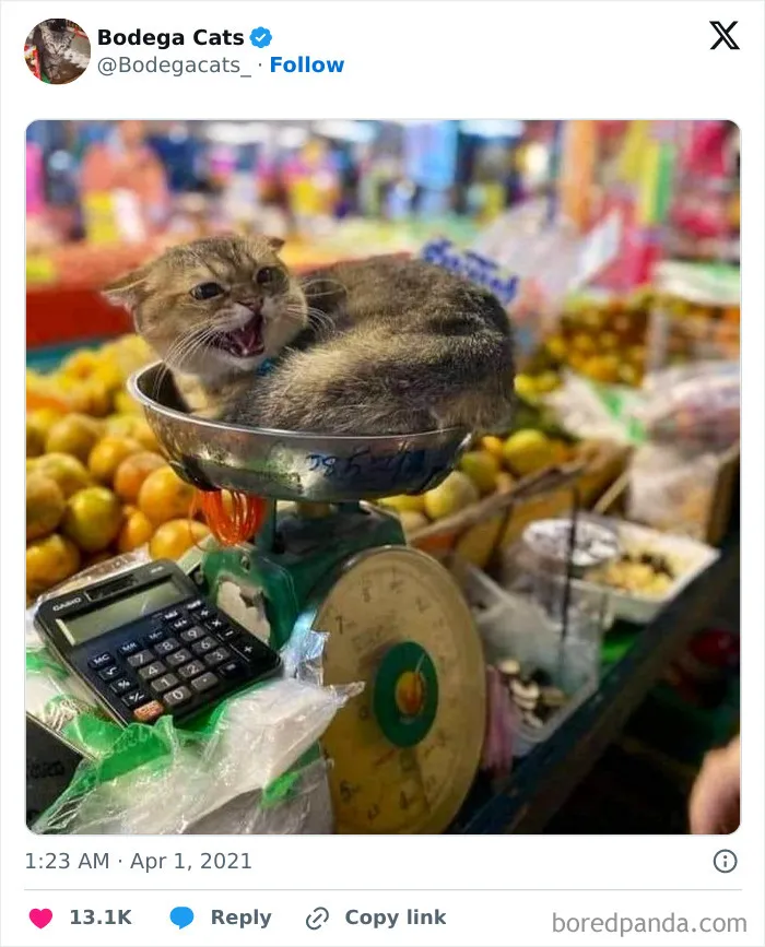 50 Best Ever Pics Of Cats Ruling Over Small Shops They Call Home