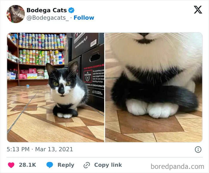 50 Best Ever Pics Of Cats Ruling Over Small Shops They Call Home